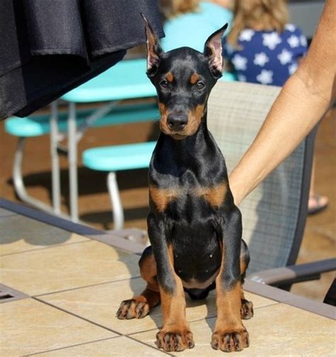 Doberman puppies for sale in tampa - Female Doberman Pinschers for Sale in Tampa (1 - 15 of 23) Free Doberman Pinscher Mix DOG FOR ADOPTION RGADN-1143956 - Roxy D - Doberman ... OLGA is an adorable …